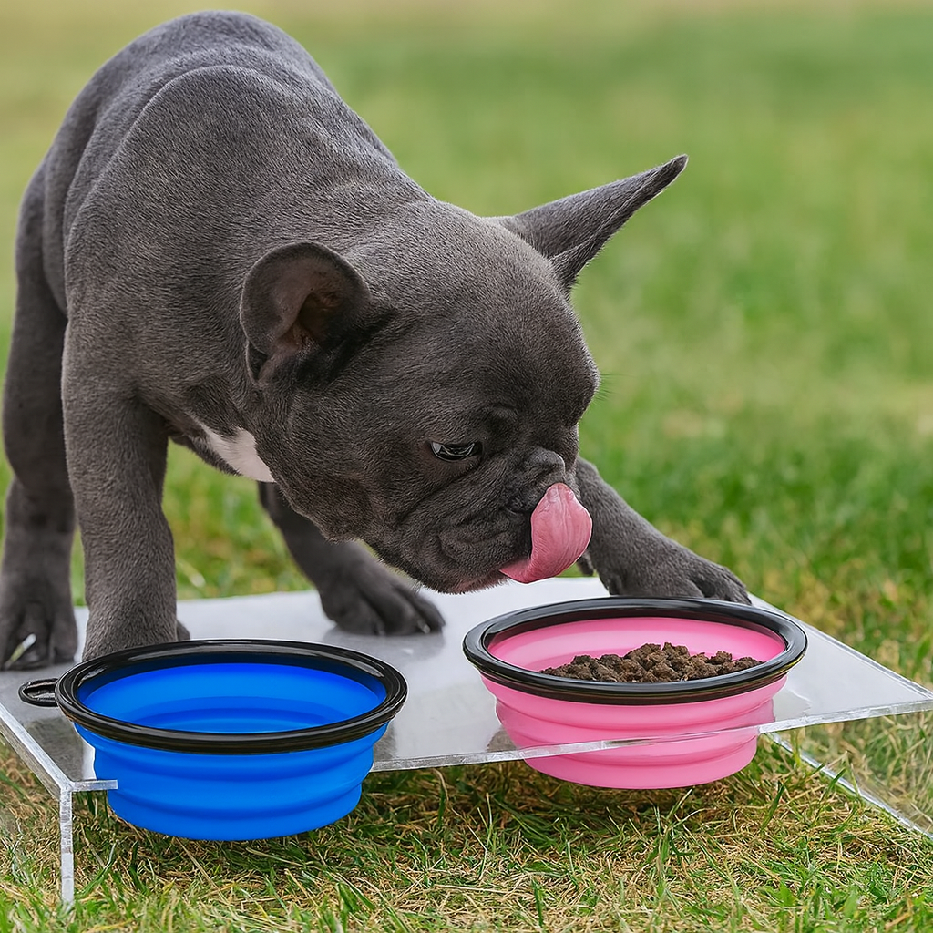Pawfectly Foldable Silicone Travel Bowl with Carabiner – 2-in-1 Food & Water Dispenser 🐾🍽️