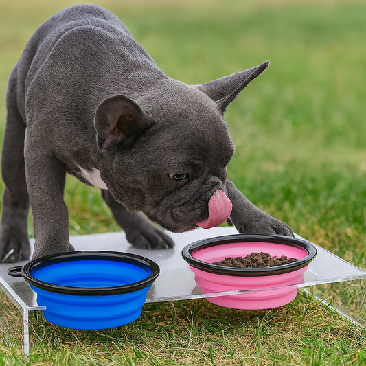 Pawfectly Foldable Silicone Travel Bowl with Carabiner – 2-in-1 Food & Water Dispenser 🐾🍽️
