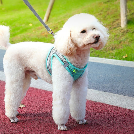 Pawfectly Reflective Nylon Harness & Leash Combo for Cats & Small Dogs 🐾🌟